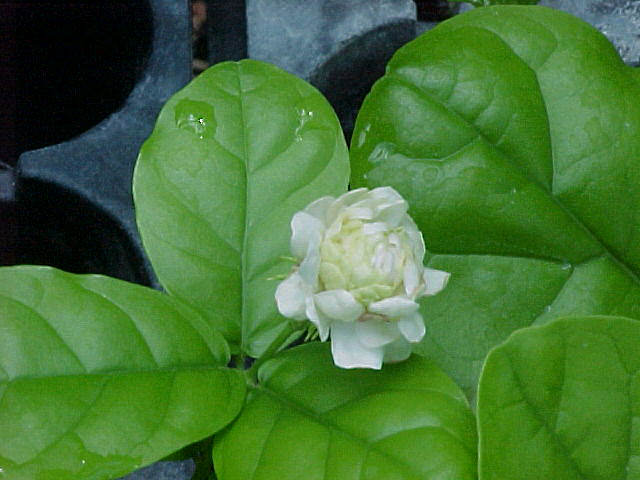 leaf and jasmine
