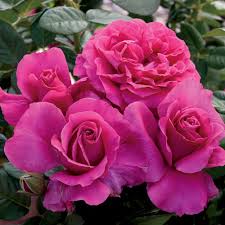 rose flower3