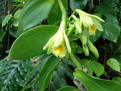 vanila flower