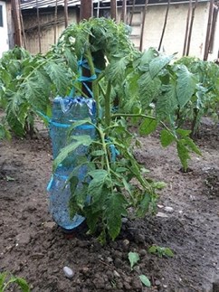 bottle irrigation
