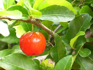 west Indian cherry