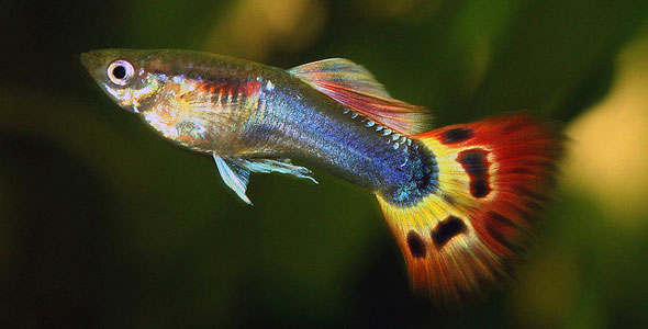 Guppy male