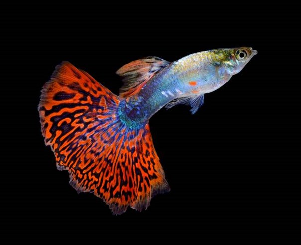 Male Guppy