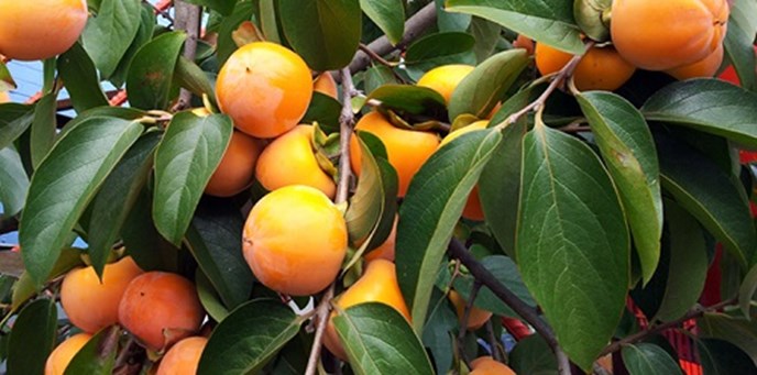 persimmon tree