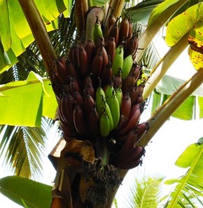 red banana