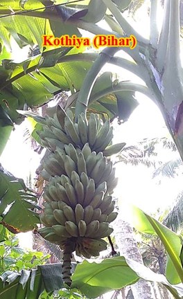 kothiya banana