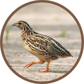 quail