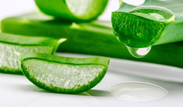 aloe vera