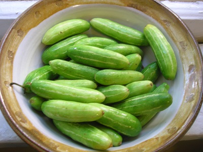 ivy gourd