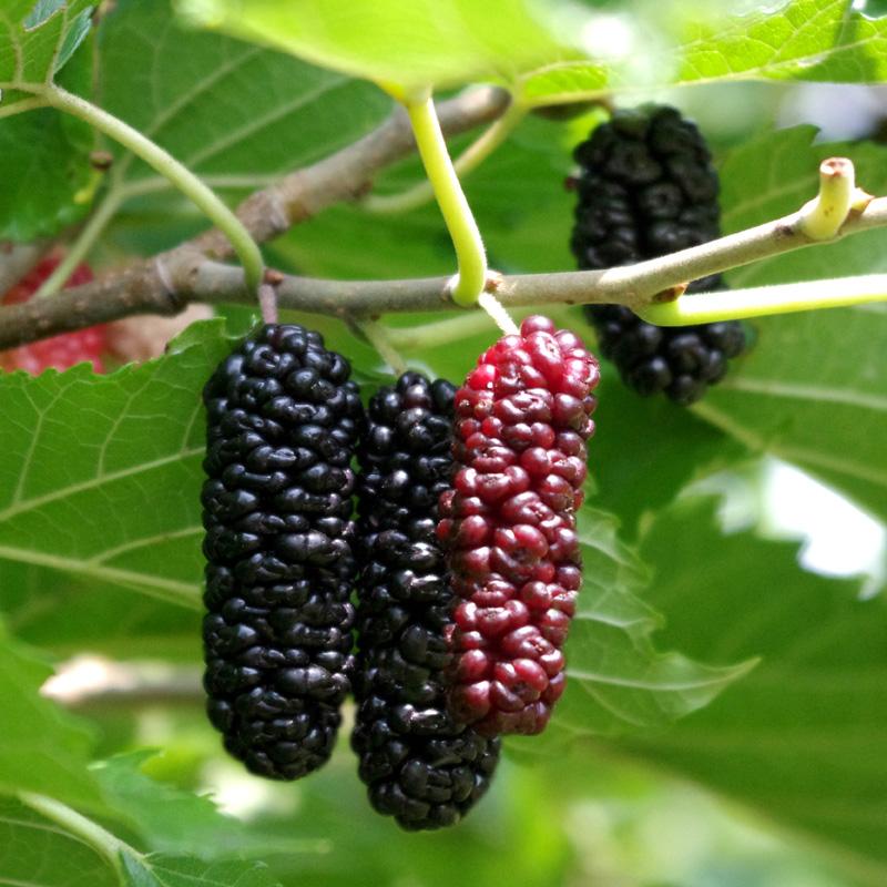 Mulberry in discount malayalam