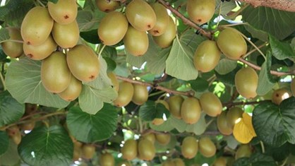 kiwi fruit