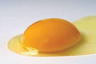 egg yolk