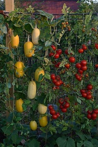 vertical garden tomato