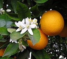 orange flower