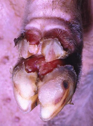 foot and mouth disease