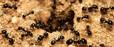 ant hole
