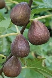 indian fig