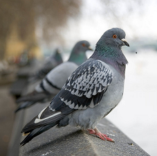 grey pigeon