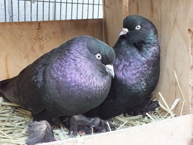 pigeon black