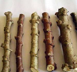 cassava stem