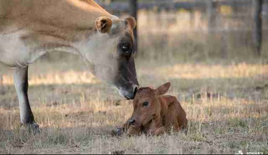 cow licking calf
