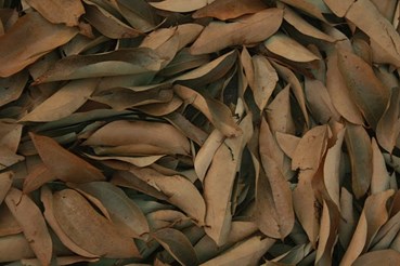 dry leaves