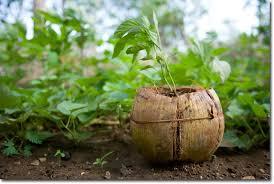 coconut shell saplings