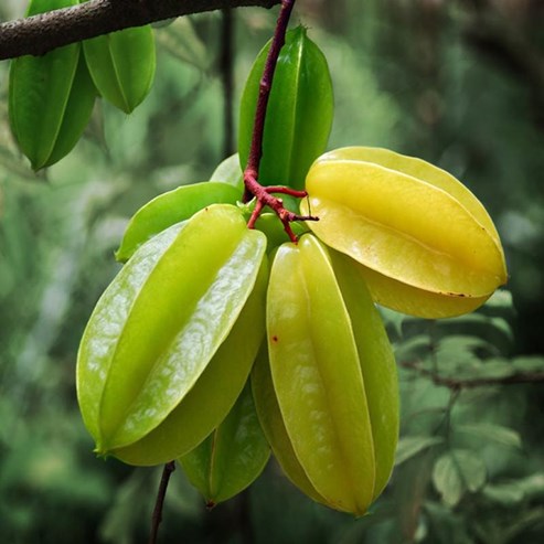 star fruit