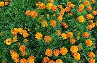 marigold