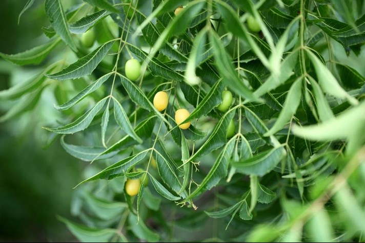 neem fruit