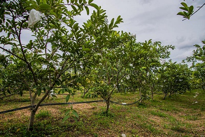 guava trees
