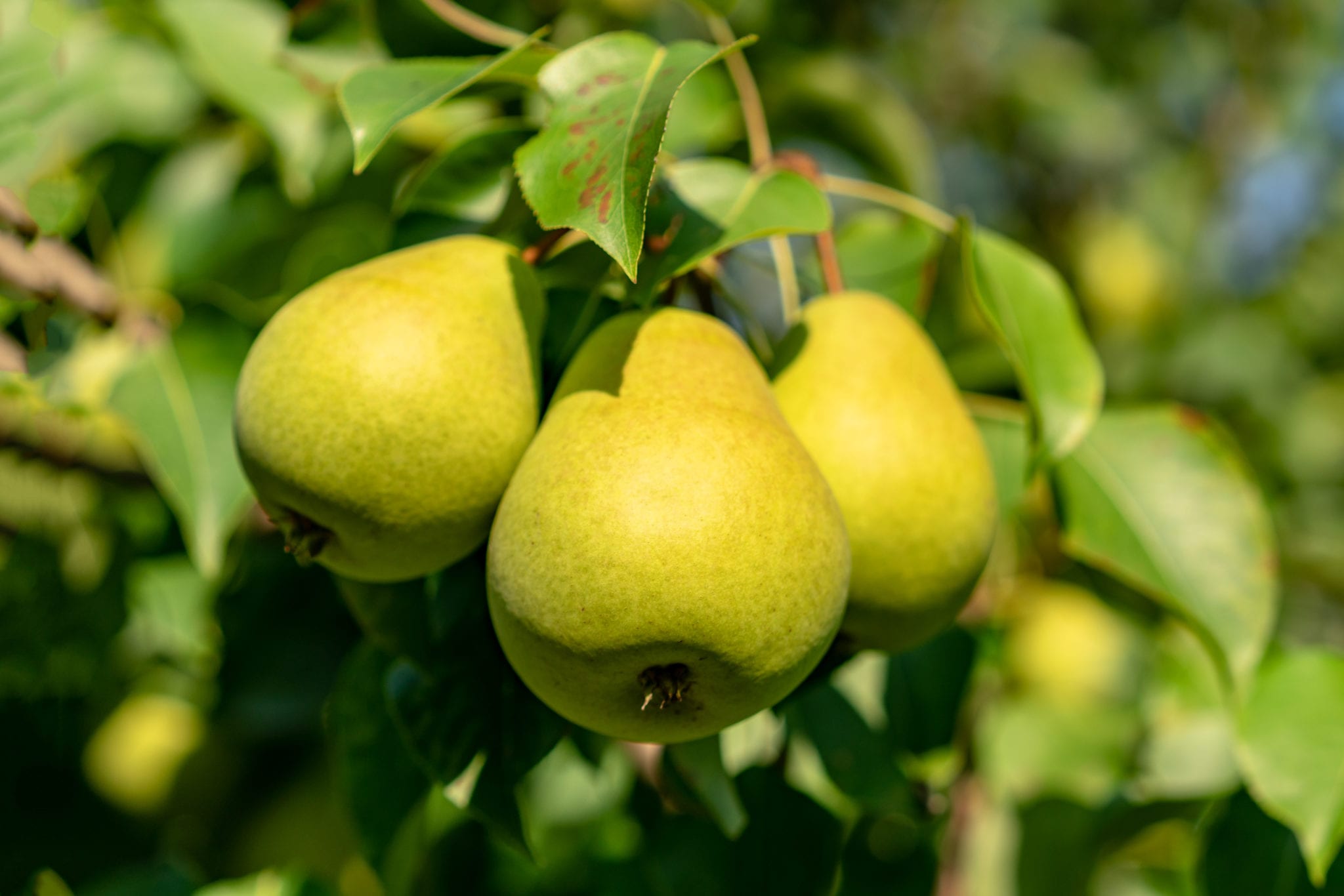 Pear fruit