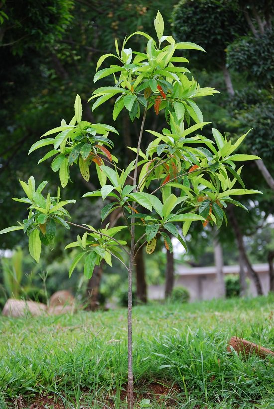 Growing Rudraksha tree