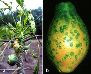 papaya disease