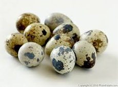 quail eggs