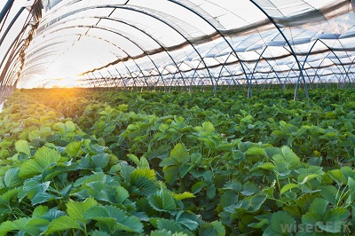 Netherland Farming