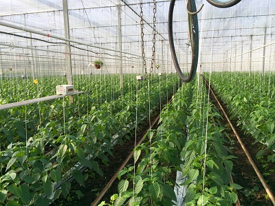 greenhouse farming