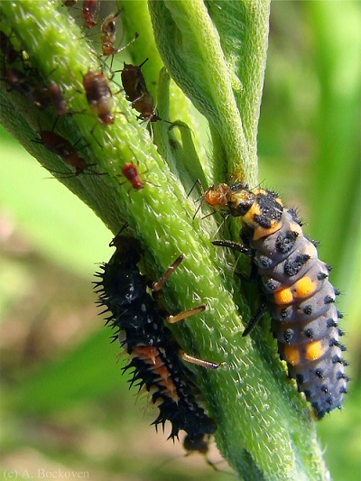 ladybug