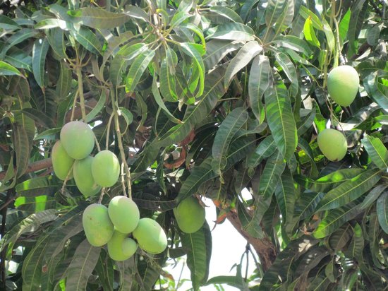 mango variety