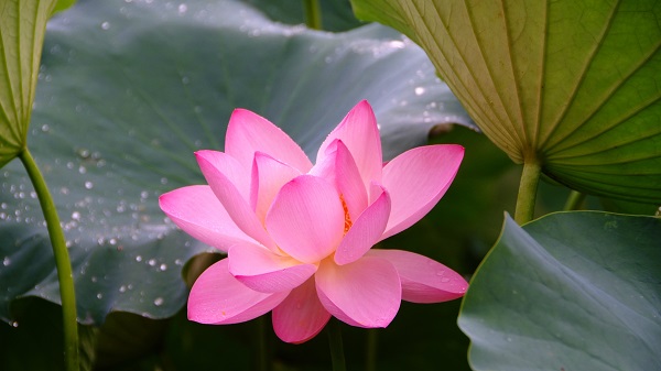 lotus lake