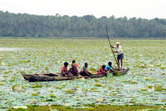 lotus harvesting