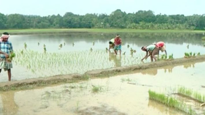 paddy farming at Irimbiliyam