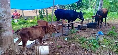 Diary sector in Kerala and flood