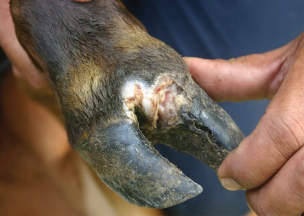 foot and mouth diseases
