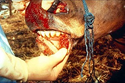 foot and mouth disease