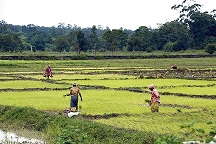 paddy field