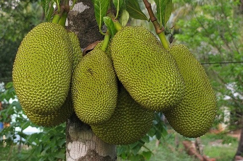 jackfruit tree