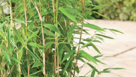 bamboo