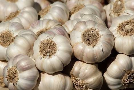 hill garlic