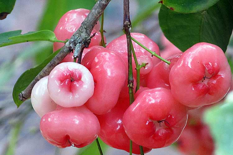 Rose Apple In Hindi